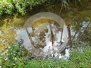 Pond in Forest of Palampur Himachal Pradesh India 2