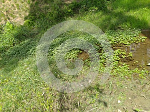 Pond in Forest of Palampur Himachal Pradesh India 4