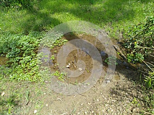 Pond in Forest of Palampur Himachal Pradesh India 5