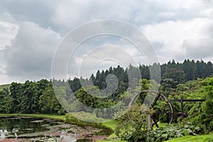 Pond and forest photo