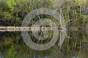 Pond Forest and Reflections on Water at Salem Hills