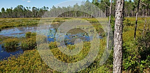 Pond Forest Reservation Area