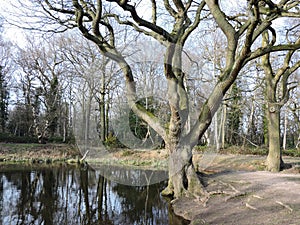 Pond with forest trees and reflection