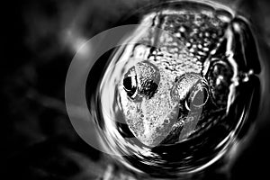 Pond frog in black and white