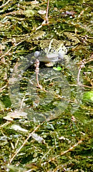 Pond frog with paired sound bubbles on the water surface