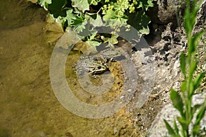 Pond frog photographed on a sunny spring day in Germany on a calm waters.