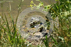 Pond frog photographed on a sunny spring day in Germany on a calm waters.