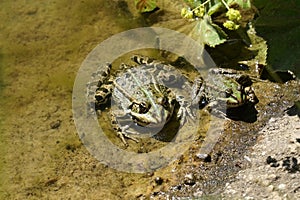 Pond frog photographed on a sunny spring day in Germany on a calm waters.