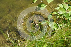 Pond frog photographed on a sunny spring day in Germany on a calm waters.