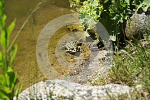 Pond frog photographed on a sunny spring day in Germany on a calm waters.