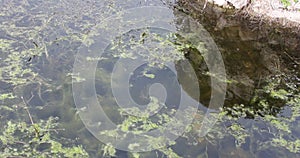 Pond Frog Spawn and Algae