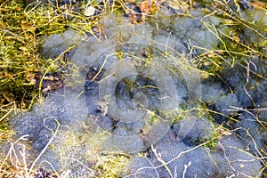 Pond with frog spawn during spring time