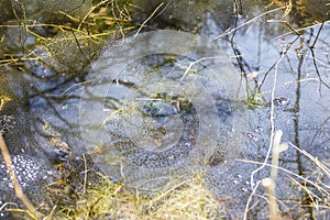 Pond with frog spawn during spring time
