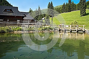 Rybník plný rýb a okolie vstupu do Cutkovskej doliny pri Ružomberku.