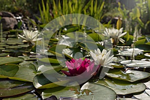 Pond full of water lily leaves