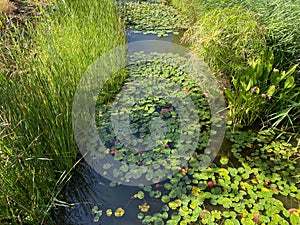 A pond full of water lily plants between bamboo plants in a public park of La Laguna, Tenerife, Canary Islands, Spain