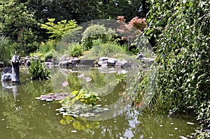 Pond garden