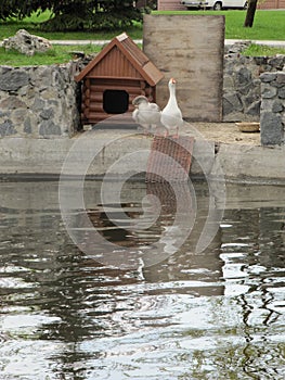 Pond for geese on the farm. A pond for bathing animals.