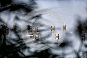 Pond geese seen through a reed curtain