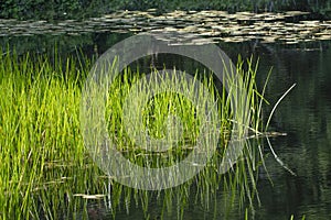 Pond in Gidley Woods Wildlife Preserve, Dartmouth, Massachusetts