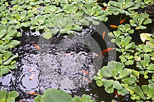 Pond with gold red fish and green plants