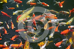 Pond with goldfish or Golden carp Japanese name-koi fish, Nishikigoi, Cyprinus carpio haematopterus in the pond, close-up of koi