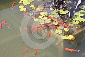 Pond-Goldfish photo