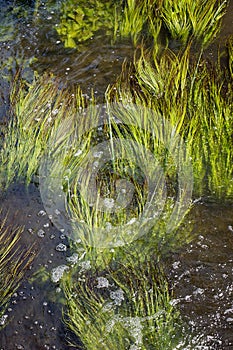 Pond grass in flowing River Stort