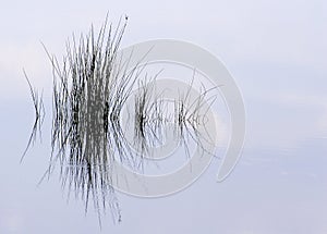 Pond Grass Reflection photo