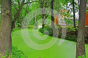 A pond with green ooze in Kuskovo estate in Moscow