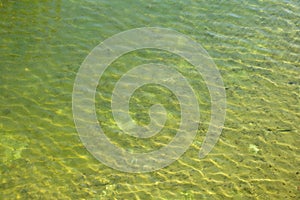 Pond green water texture with small waves
