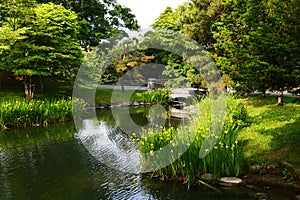 The pond and grove in Nakajima Park