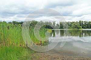 Pond with growth of reed-mace