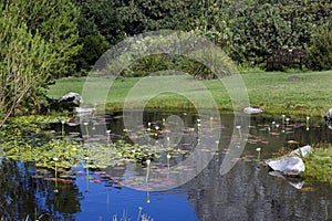 A pond in the Harold Porter Nature Reserve