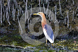 Pond Heron