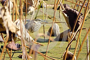 Pond Heron