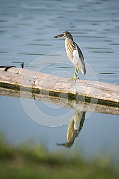 Pond Heron