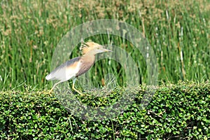 Pond Heron Bird photo