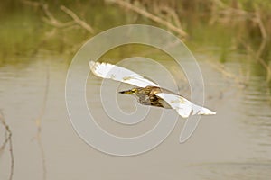 Pond Heron bird in flight with green background
