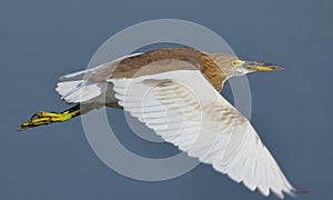 Pond heron bird flying