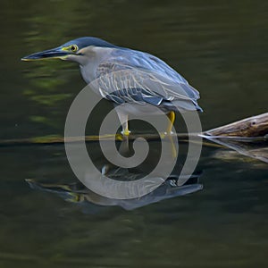 Pond heron birds bird pondheron reflection river photo