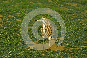 Pond heron in a canal with vegetations.