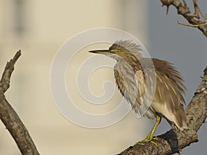 Pond heron feathers displayed