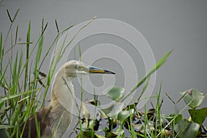 pond-heron standing on the bank of vellayani lake