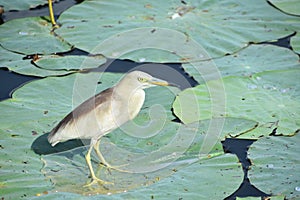 pond-heron standing on lotus leaf looking for prey