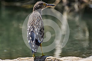 A Pond Heron standing on a small rocky island. photo