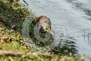 Pond heron before striking its prey