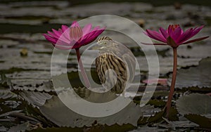 Pond heron between two water lilies