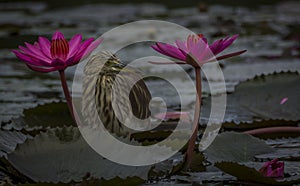 Pond heron between two water lilies