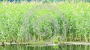 Pond with high reeds. Rushy lake. Wild nature